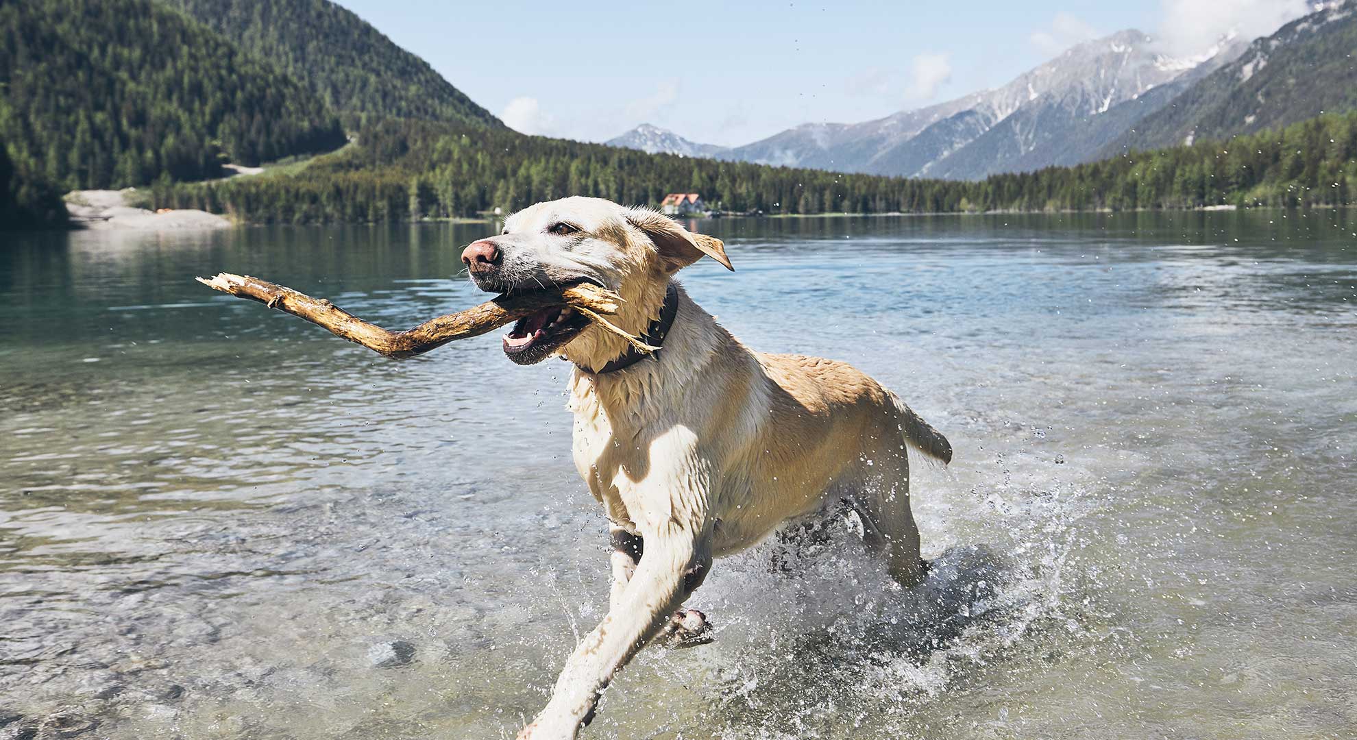 Your Grooming Experts